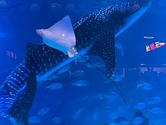 -烟台海昌鲸鲨海洋公园