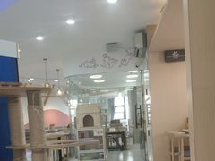 -喵园·猫主题咖啡厅·撸猫·猫咖(国贸店)