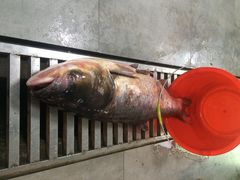 iphone_upload_pic-白洋淀风景区