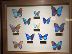 -上海昆虫博物馆