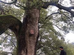 -新安江山水画廊风景区