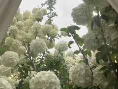 -Jo's Garden