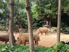 -广州长隆野生动物世界