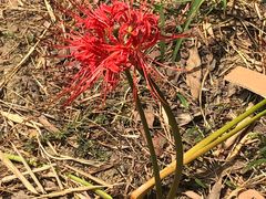 -金鸡湖桃花岛