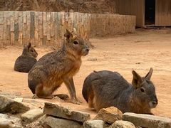 -泉州海丝野生动物世界