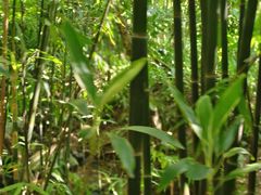 -深圳仙湖植物园