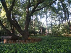 -徐家汇源景区-衡山公园