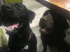 -百好乐宠物友好餐厅(朝外大街店)