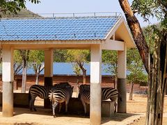 -石家庄市动物园