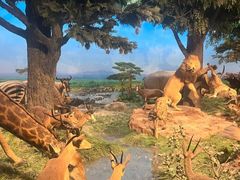 -国家自然博物馆