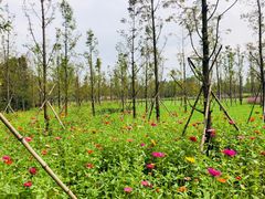 -溱湖国家湿地公园