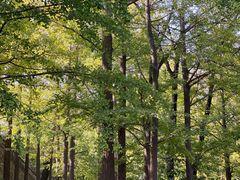 -阳台山自然风景区