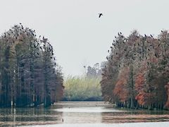 -池杉湖湿地公园