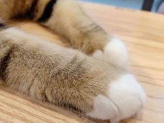 -啵啵喵·猫咖(攀华国际店)