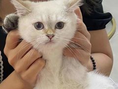 -lincat·猫舍(广州店)