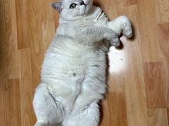 -纳吉亚猫专科动物诊疗中心(蒋宅口分院)