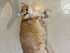 -藏猫猫咖啡主题馆(中央大道店)