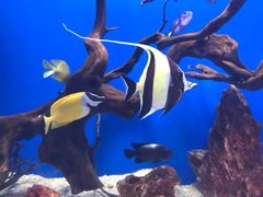 -烟台海昌鲸鲨海洋公园