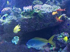 -迪拜水族馆及水下动物园