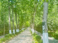 -合肥滨湖国家森林公园