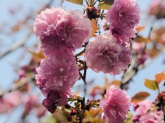 -高东镇樱花园