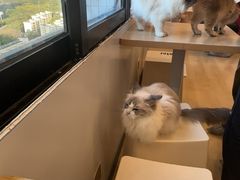 -有喵·猫咖·狗咖·30几只猫10只小狗(岗厦店)