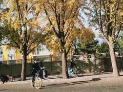 -三里屯东五街银杏大道