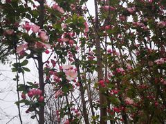-东升八家郊野公园