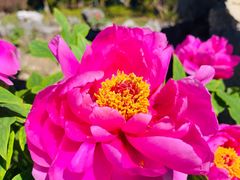 -上海鲜花港