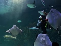 -瑞普利水族馆