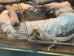 -上海大自然野生昆虫馆(东方明珠·爬宠昆虫探索中心)
