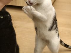 -有喵·猫咖·狗咖·30几只猫10只小狗(岗厦店)
