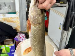 -煲来饱去冷水鱼