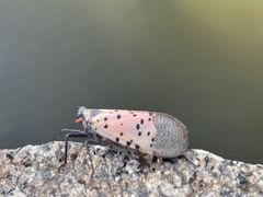 -塘沽森林公园