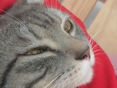 -MOYOYO猫咪咖啡店