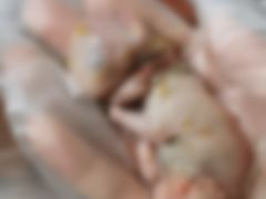 -欧奕国际动物医院