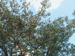 -北京大学燕东园