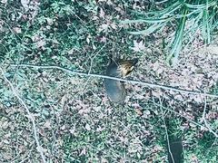 -金鸡山公园