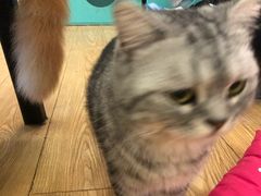 -萌喵咖啡屋(人民东路4号口M16商铺店)