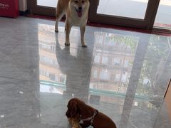 -安安宠医·臻爱宠物医院·宠保定点(营门口路分院)