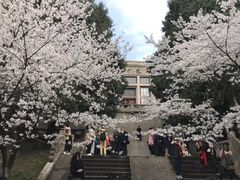 -武汉大学-樱园