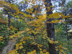 -北京西山国家森林公园