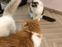 -酷豆宠物咖啡·宠物美食·撸猫馆