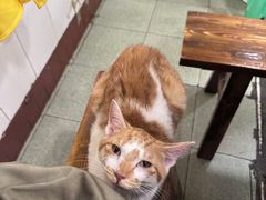 -鸿顺老铁锅美蛙鱼府(解放碑店)