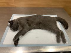 -爱侣宠医·鹦鹉专科·小型哺乳类·异宠专科(灵石路店)