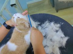 -老吴的猫·猫舍(新区店)