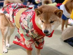 -逗柴咖啡屋·狗咖猫咖宠物桌游