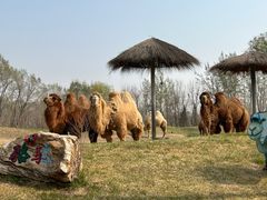 -北京野生动物园