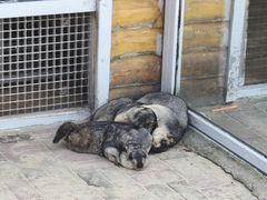 -西霞口神雕山野生动物世界