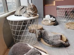 -猫儿山۰猫主题餐厅